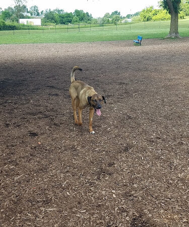 Cascade Dog Park
