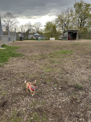 Covell Dog Park
