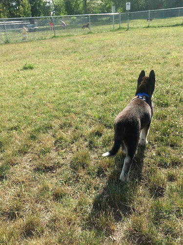 Dog Park