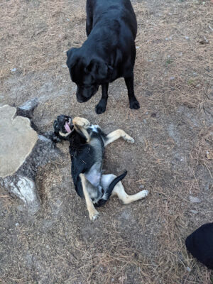 Grand Rapids Dog Park