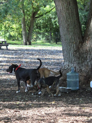 Hillcrest Dog Park