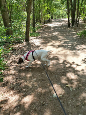 Provin Trails