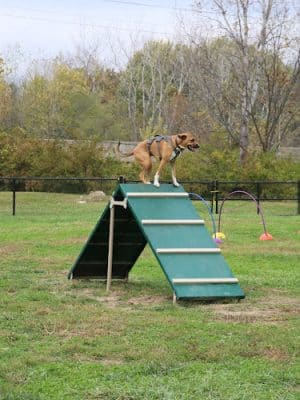 Tails & Trails Dog Park