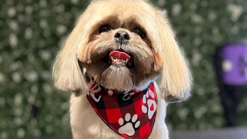 Country Pawz - Grant,