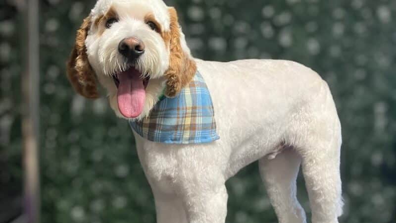 Country Pawz - Grant,