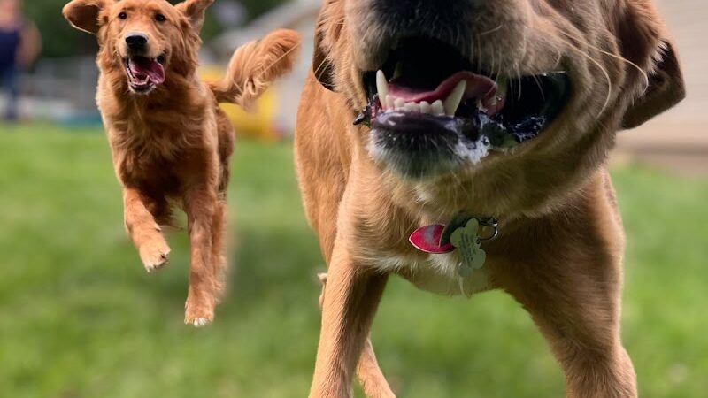 Country Pawz - Grant,