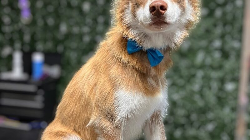 Country Pawz - Grant,