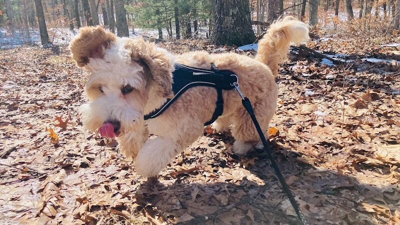 Country Pawz - Grant,