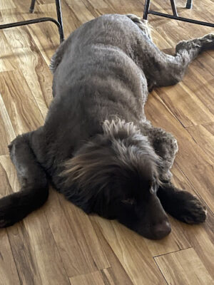 K-9 Kennels Boarding-Grooming