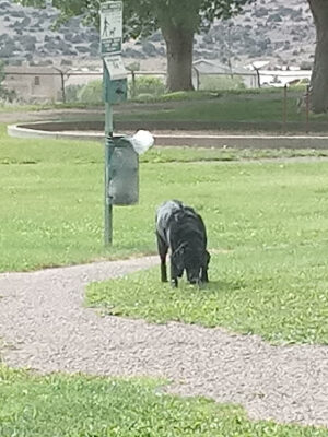 Grants Dog Park
