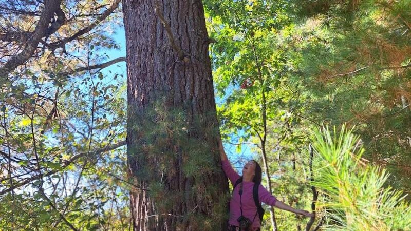 Mason Tract Pathway Trailhead - Grayling,