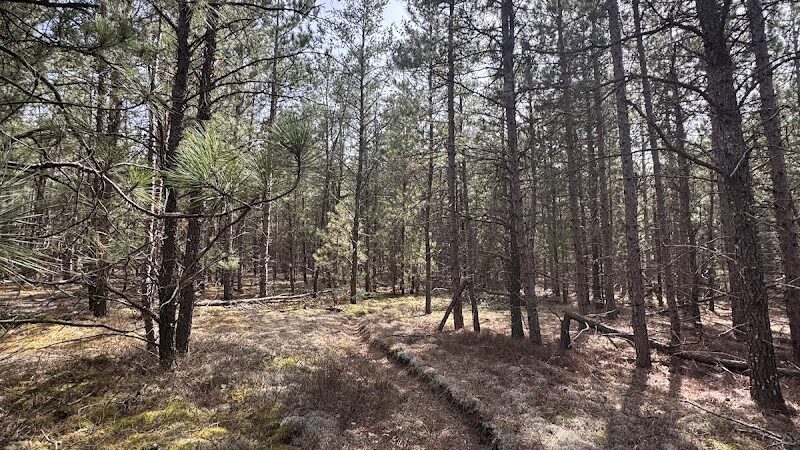Mason Tract Pathway Trailhead - Grayling,