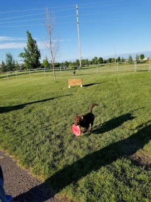 Pacific Steel & Recycling Trailside Dog Park