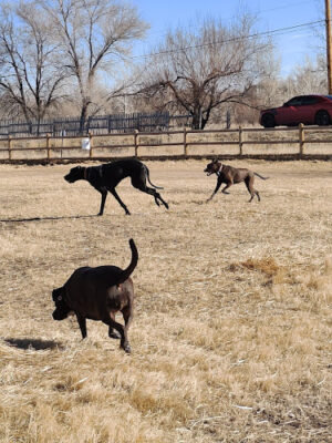 Rover Run Dog Park