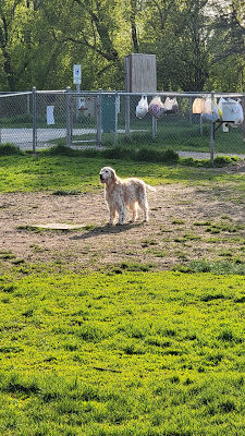 Howard Dog Park