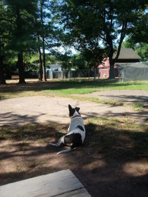 Central Bark Dog Park