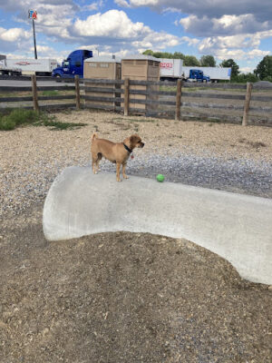 Davy's Dog Park