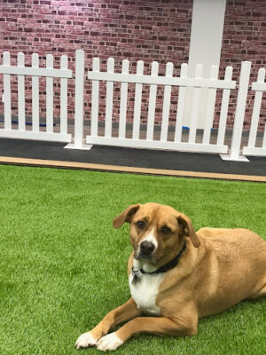 PawSessions Dog Training, Socialization and Event Center of Long Island