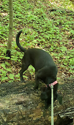 Edwin and Gertrude Grace Nature Preserve