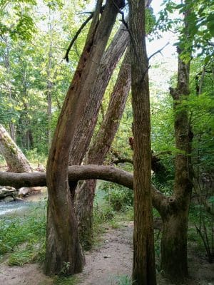Charles L Buell Trail