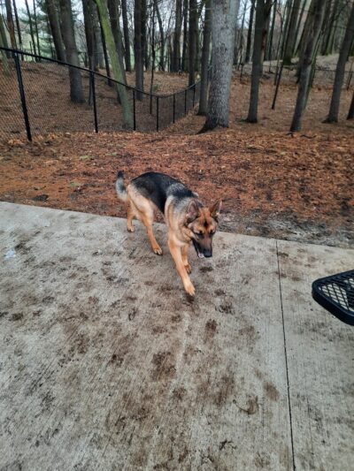 Central Bark Park - Greenville,