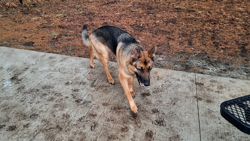 Central Bark Park - Greenville,
