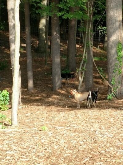 Central Bark Park - Greenville,