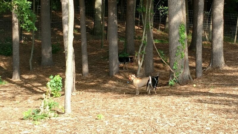 Central Bark Park - Greenville,
