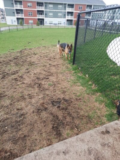Central Bark Park - Greenville,