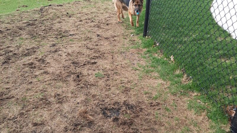 Central Bark Park - Greenville,
