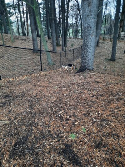 Central Bark Park - Greenville,