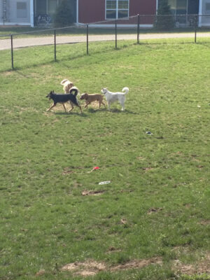 Central Bark Park