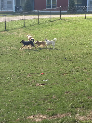 Central Bark Park