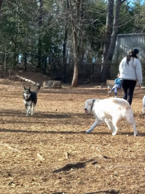 Conestee Dog Park