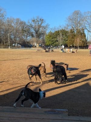 Edgewood Bark Park