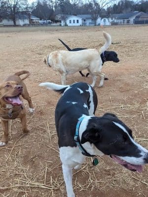 Edgewood Bark Park