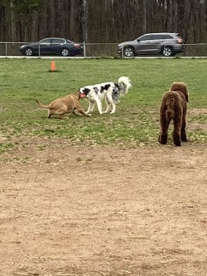 Edgewood Bark Park