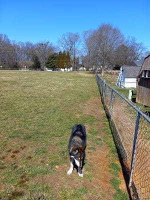 Edgewood Bark Park