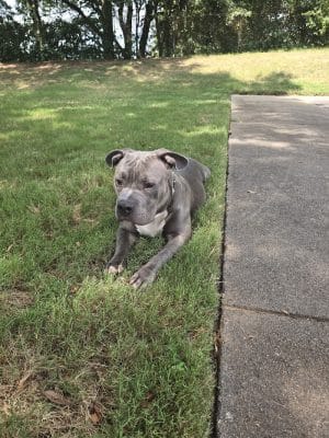 Edgewood Bark Park