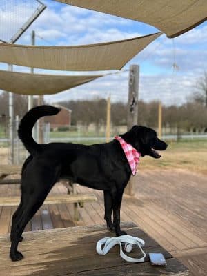 Edgewood Bark Park