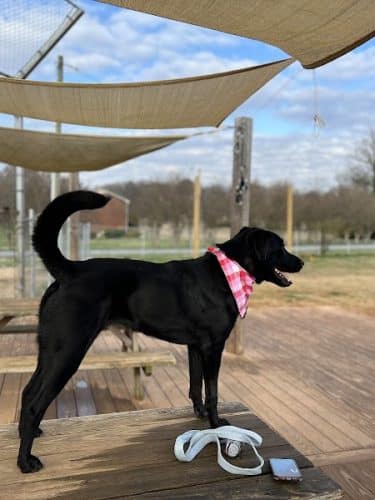 Edgewood Bark Park