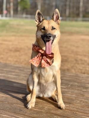 Edgewood Bark Park