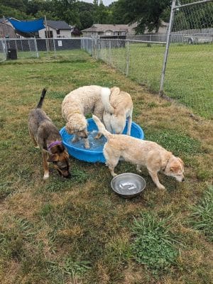 Edgewood Bark Park