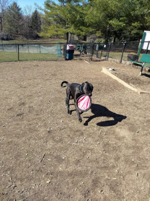 Grass Island Dog Park