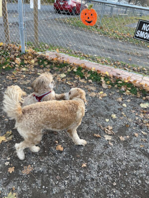 Greenwood Lake Bark Park