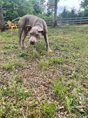 Lucy’s Private Dog Park (Reservation Only)