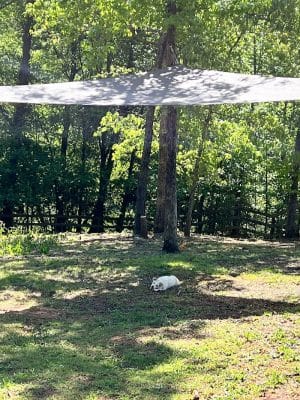Lucy’s Private Dog Park (Reservation Only)