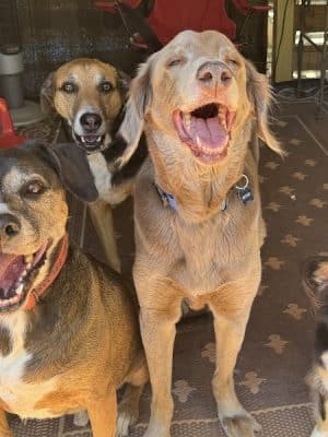 Lucy’s Private Dog Park (Reservation Only)