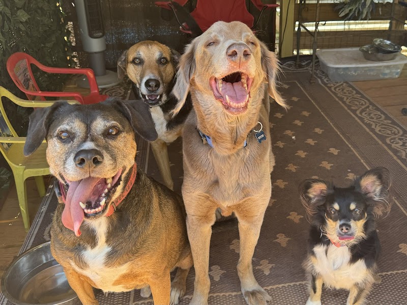 Lucy’s Private Dog Park (Reservation Only) - Greer, SC