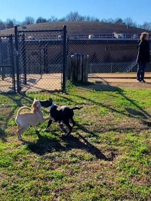 Pelham Mill Dog Park